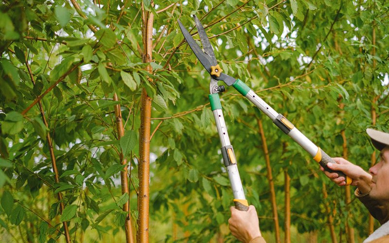 Tree trimming in Rosebud, MT